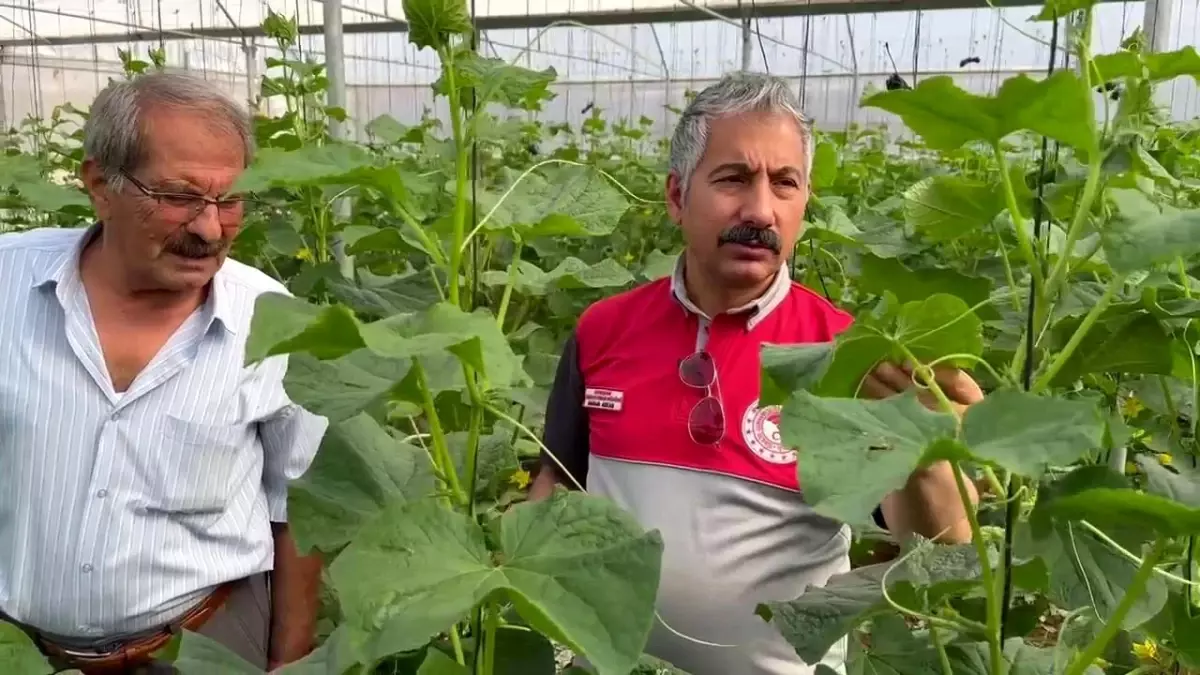 adiyamanda modern sera yatirimlariyla tarimsal uretim artiyor q8b1m2kP