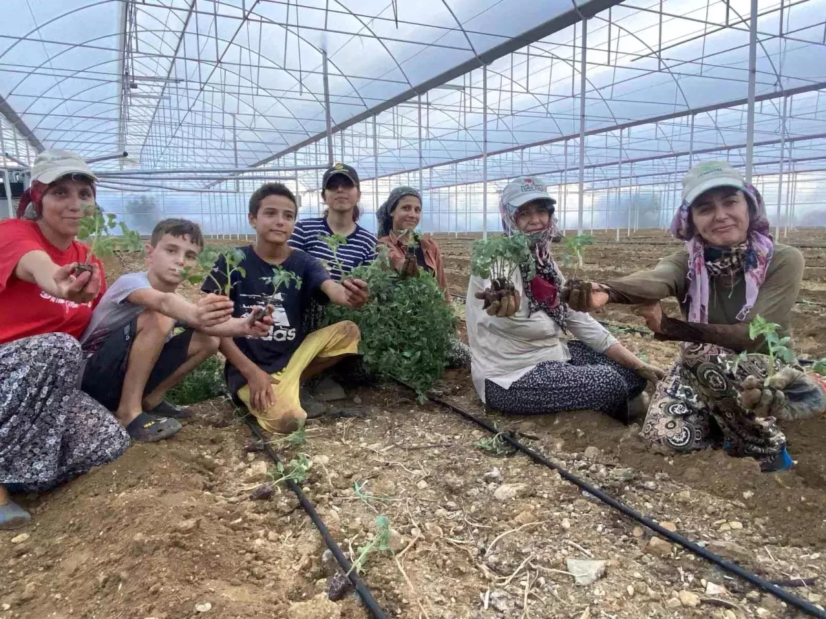 aksuda guz fide dikimleri basladi WxpGVdA1