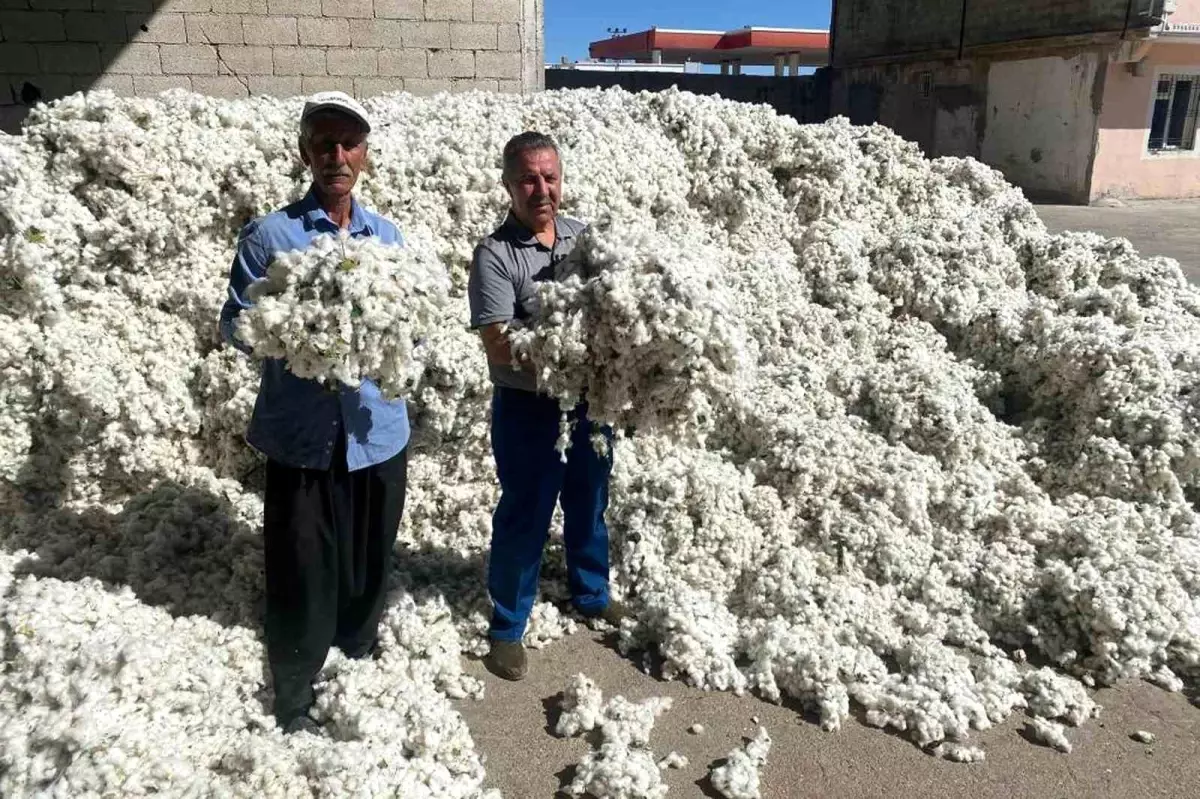 gaziantepte pamuk hasadi basladi gwJI4zVV