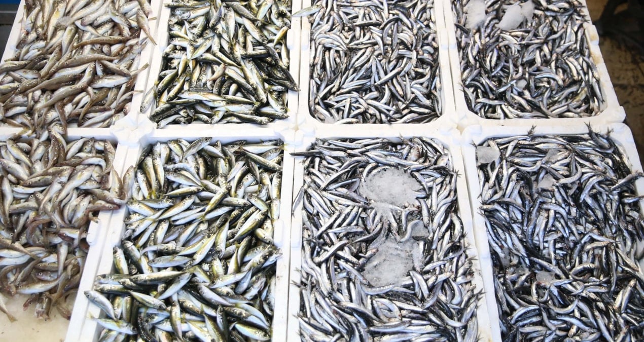 gecen yil palamut bollugu vardi bu yil istavrit one cikti fiyatlar 100 liradan basliyor jgNkYCf6