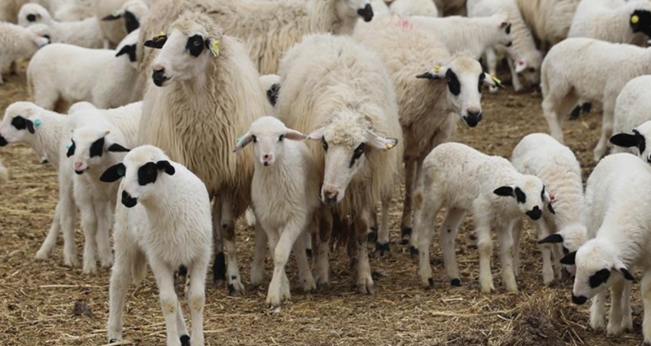 tigem 3 bin 200 reforme kucukbas hayvani satiyor ERuXvK2m