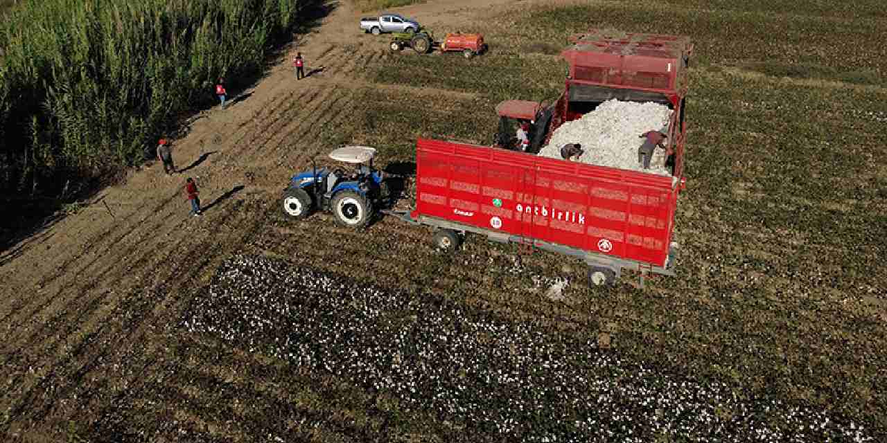 40 bin dekar alanda uretiliyor beyaz altin olarak biliniyor u4u17q4r.jpg