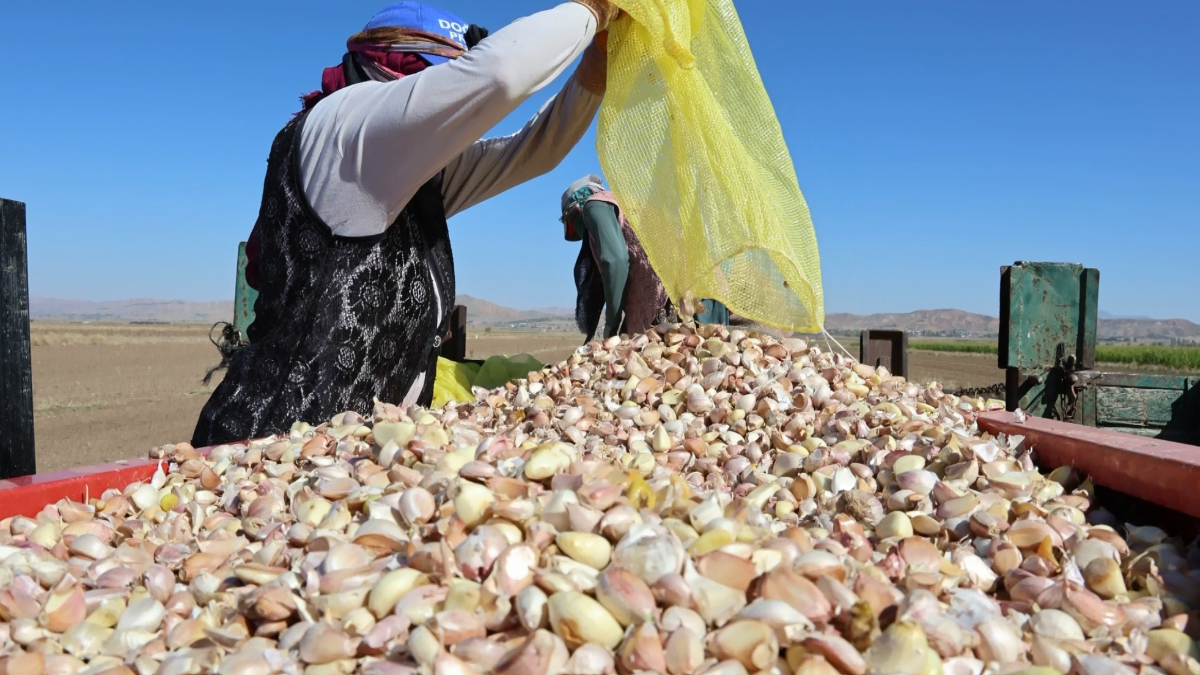 aksarayda organik sarimsaklarin ekimi basladi HS4SVknH