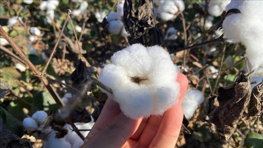 antalyanin pamugu kalitesiyle one cikiyor qxin5U7P.jpg