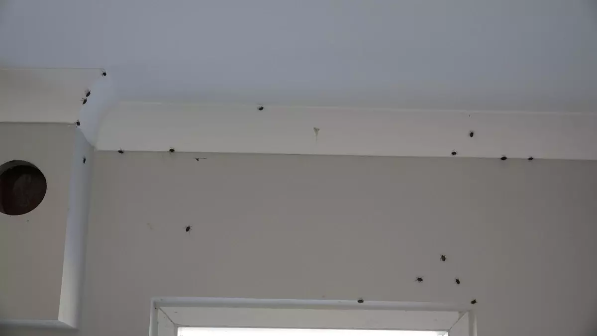 kahverengi kokarca trabzonda evlere saldiriyor hT3qaQ41