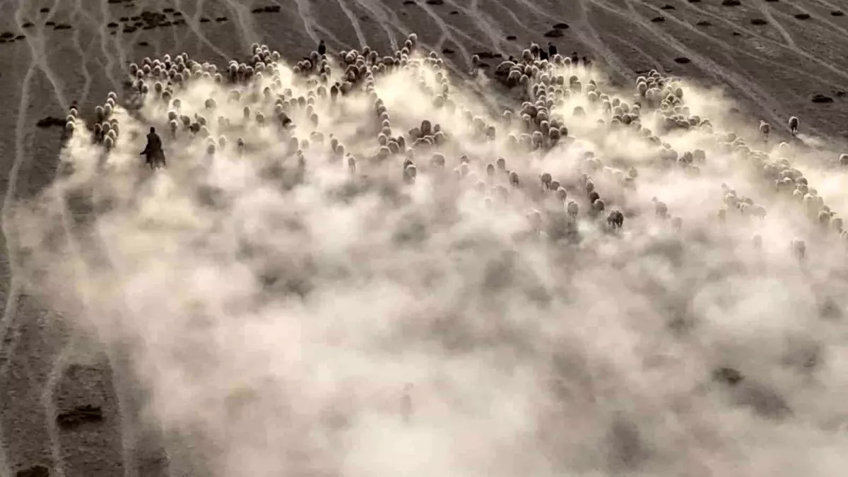 karapinarda koyunlarin gorsel soleni XLBV3iLL.jpg