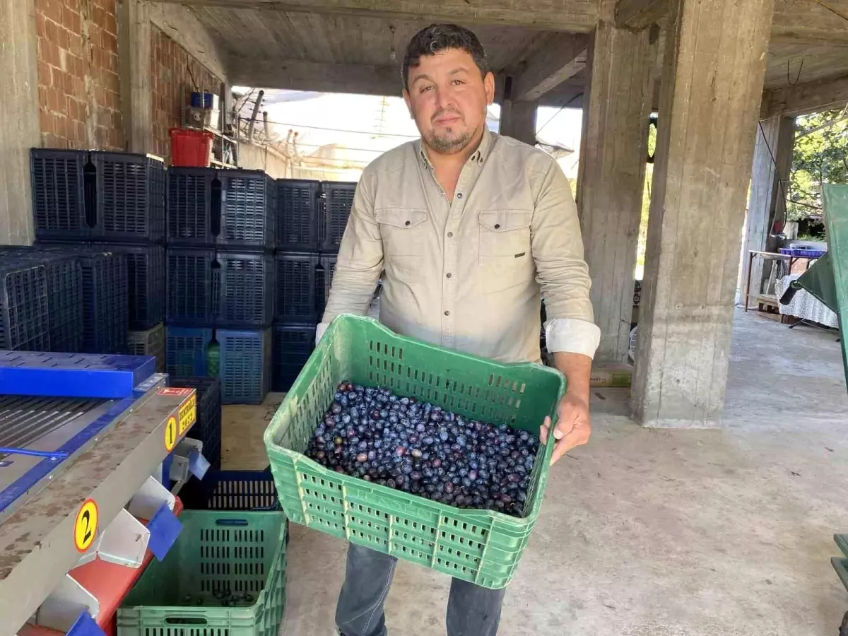 manisada 2025 zeytin hasadi basladi kalite ve fiyatlar ureticiyi sevindiriyor av6z2miJ.jpg
