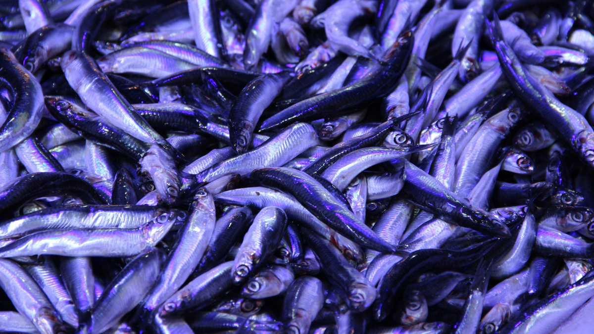 corumda hamsinin kilosu 40 liraya dustu kuyruk olustu Yqx37HBM.jpg