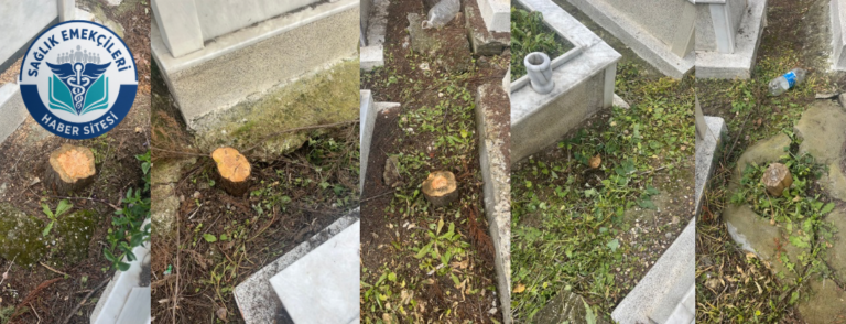 buca-gokdere-mezarliginda-agac-katliami-vatandaslardan-tepki-yagiyor-saglik-emekcileri-haber-kanali-E9ACVxv2.png