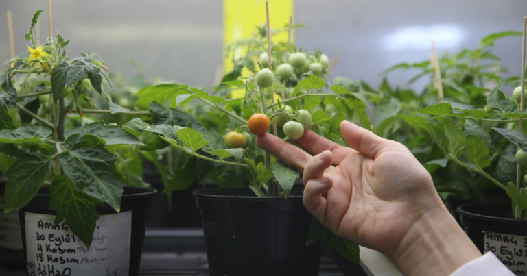 turk-bilim-insanlari-ay-ve-mars-sartlarinda-domates-yetistirdi-6tmwd1Z6.webp